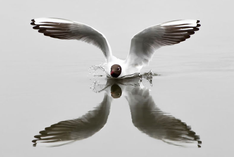 hewan refleksi  © 2016 brilio.net