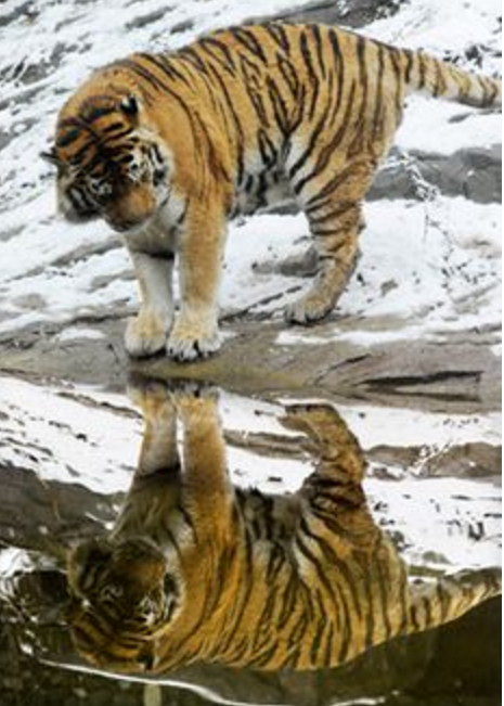 hewan refleksi  © 2016 brilio.net