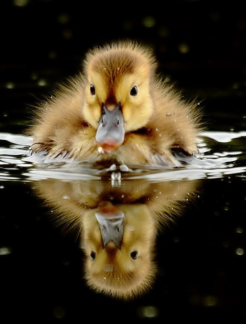 hewan refleksi  © 2016 brilio.net