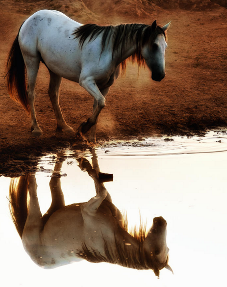 hewan refleksi  © 2016 brilio.net