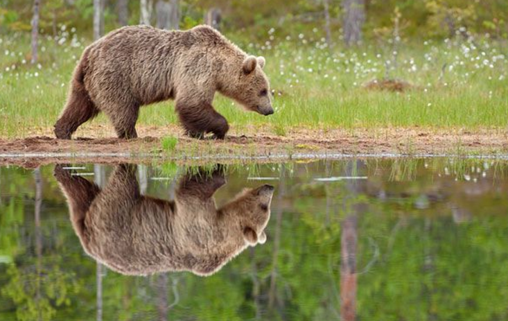 hewan refleksi  © 2016 brilio.net