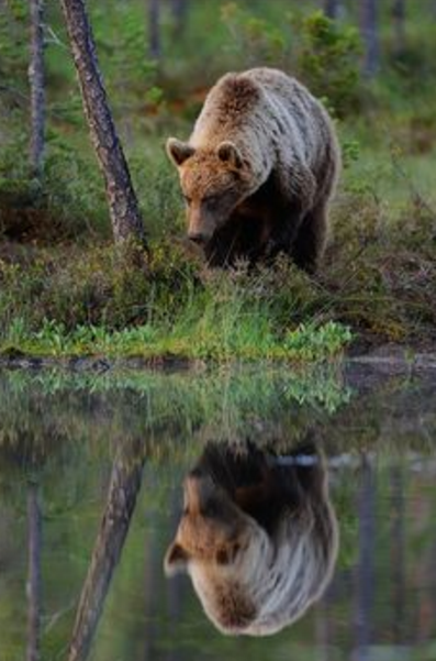 hewan refleksi  © 2016 brilio.net