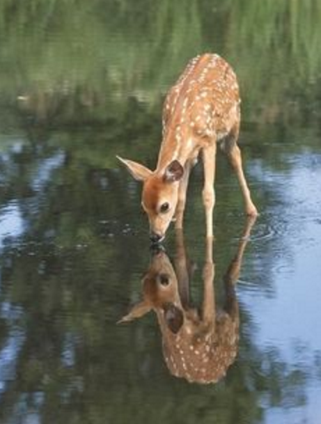 hewan refleksi  © 2016 brilio.net