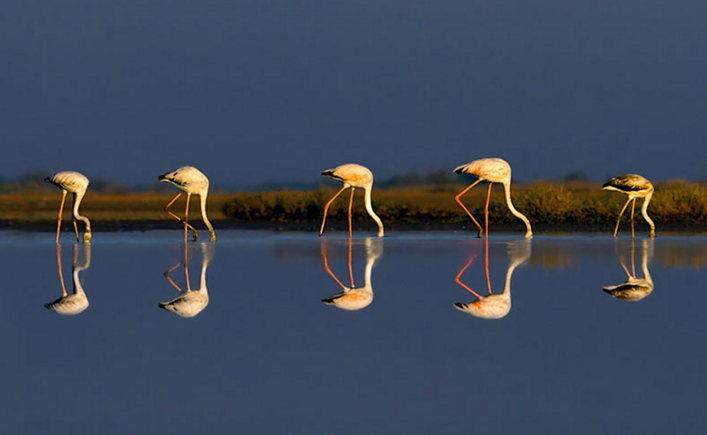 hewan refleksi  © 2016 brilio.net