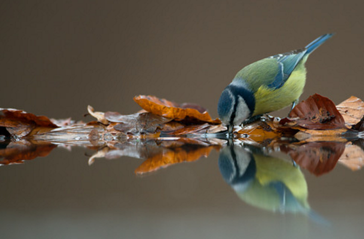 hewan refleksi  © 2016 brilio.net