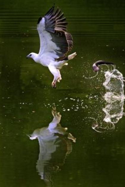 hewan refleksi  © 2016 brilio.net