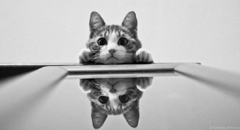 hewan refleksi  © 2016 brilio.net