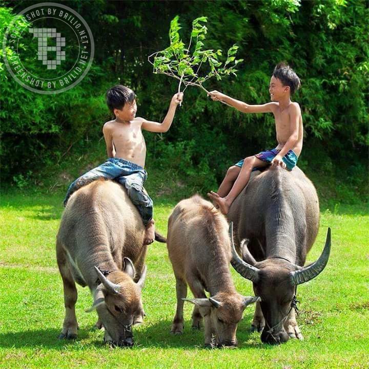 Anak Desa Hu © 2016 brilio.net