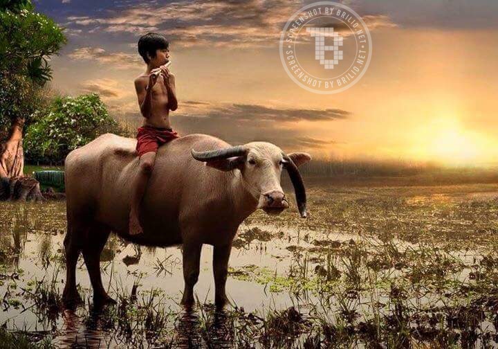 Anak Desa Hu © 2016 brilio.net