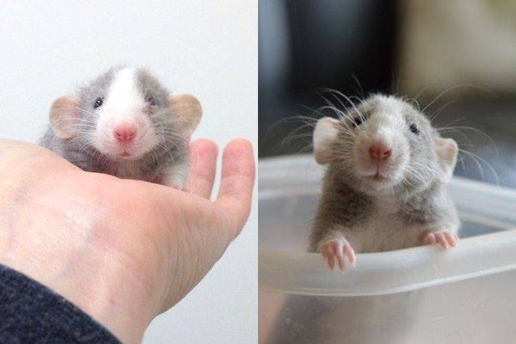 21 Foto ini buktikan tikus hewan imut & menggemaskan, jangan jiji