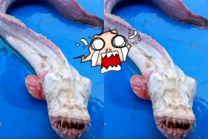 Ikan bertaring mirip lele ini sangat mengerikan, kamu berani pegang?