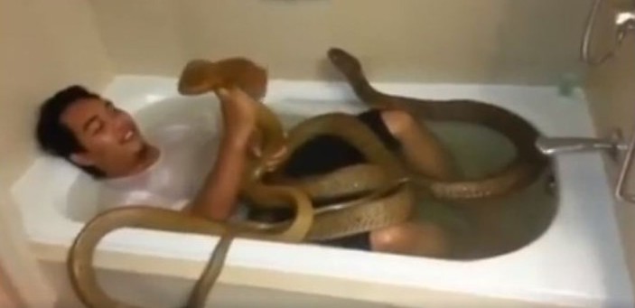 Menantang maut, pria ini mandi bareng dua ular kobra