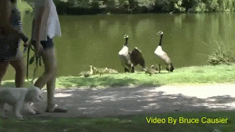 disosor angsa © 2016 brilio.net