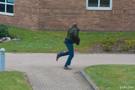 disosor angsa © 2016 brilio.net