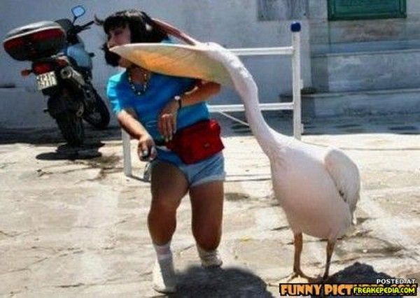 disosor angsa © 2016 brilio.net