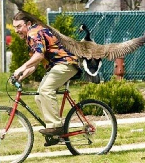 disosor angsa © 2016 brilio.net