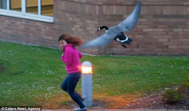 disosor angsa © 2016 brilio.net