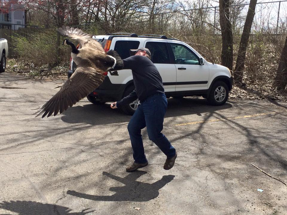 disosor angsa © 2016 brilio.net