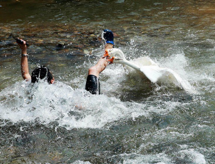 disosor angsa © 2016 brilio.net