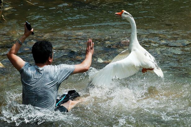 disosor angsa © 2016 brilio.net