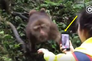 Aksi monyet rebut smartphone gadis cantik ini bikin tersenyum geli