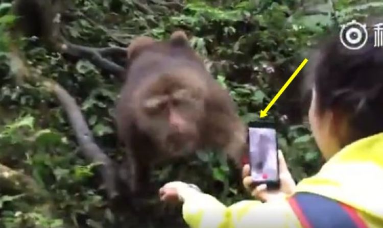 Aksi Monyet Rebut Smartphone Gadis Cantik Ini Bikin Tersenyum Gel