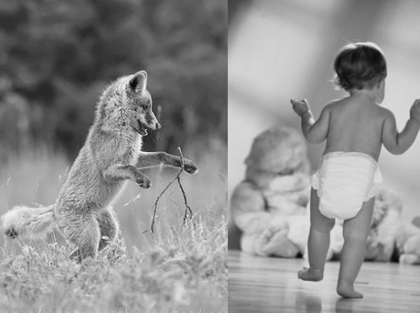 10 Foto ini buktikan kalau bayi rubah sama lucunya dengan bayi manusia