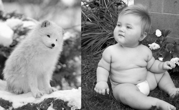 10 Foto ini buktikan kalau bayi rubah sama lucunya dengan bayi manusia