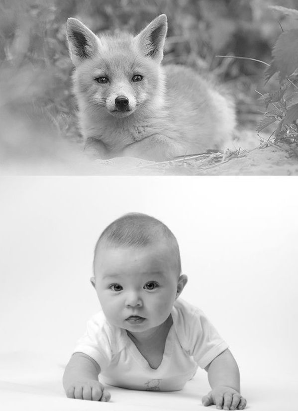 10 Foto ini buktikan kalau bayi rubah sama lucunya dengan bayi manusia