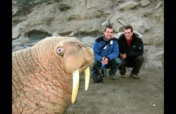 20 photobomb hewan © 2016 brilio.net