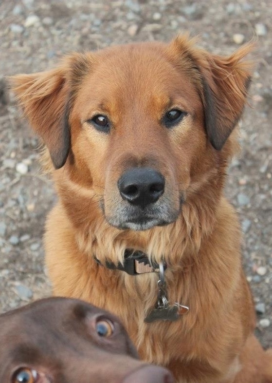 20 photobomb hewan © 2016 brilio.net