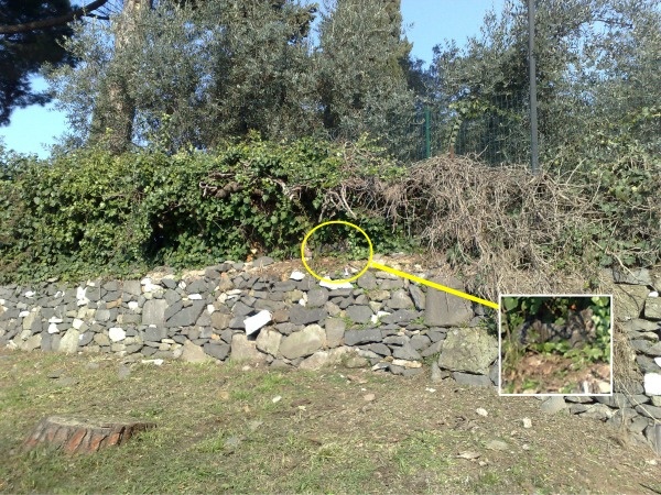 10 tebak kucing © 2016 brilio.net 10 tebak kucing © 2016 brilio.net