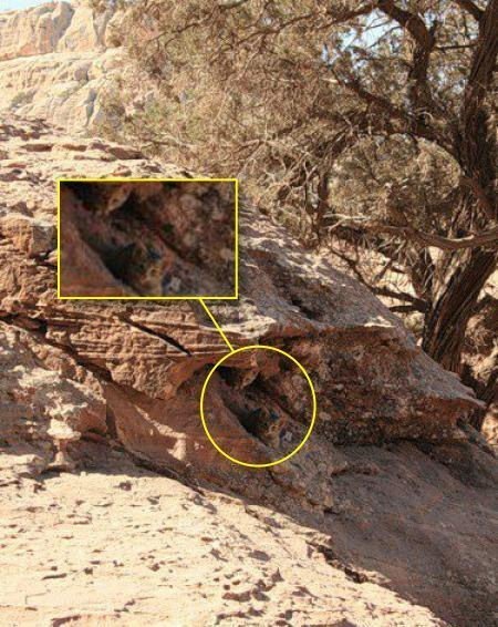 10 tebak kucing © 2016 brilio.net 10 tebak kucing © 2016 brilio.net