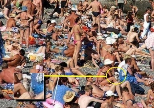 10 tebak kucing © 2016 brilio.net 10 tebak kucing © 2016 brilio.net