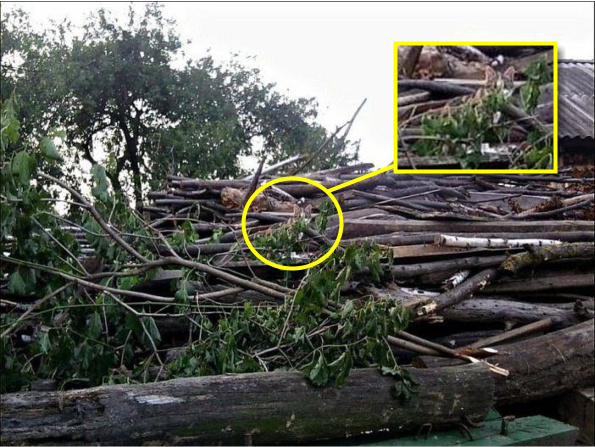 10 tebak kucing © 2016 brilio.net 10 tebak kucing © 2016 brilio.net