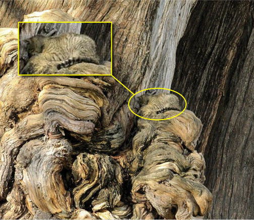 10 tebak kucing © 2016 brilio.net 10 tebak kucing © 2016 brilio.net