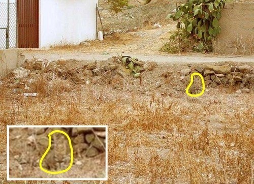 10 tebak kucing © 2016 brilio.net 10 tebak kucing © 2016 brilio.net