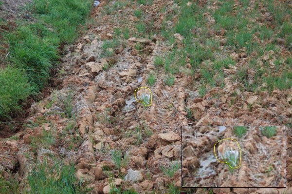 10 tebak kucing © 2016 brilio.net 10 tebak kucing © 2016 brilio.net