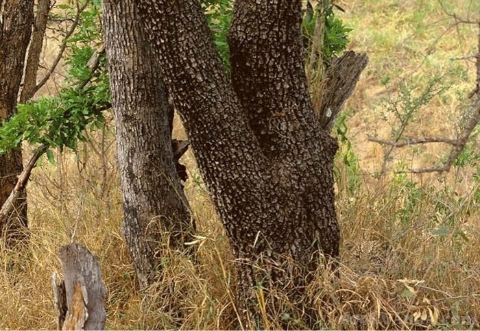 10 tebak kucing © 2016 brilio.net 10 tebak kucing © 2016 brilio.net