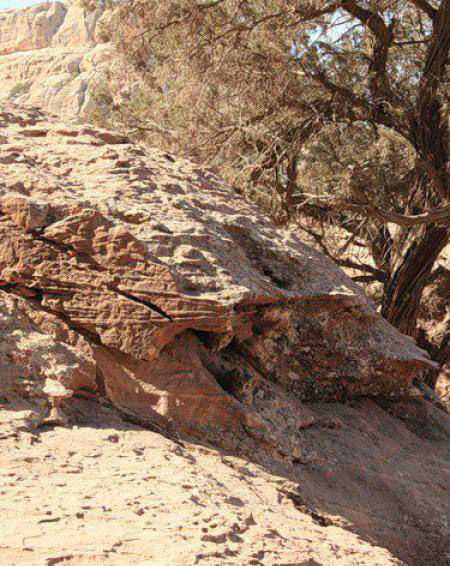 10 tebak kucing © 2016 brilio.net 10 tebak kucing © 2016 brilio.net