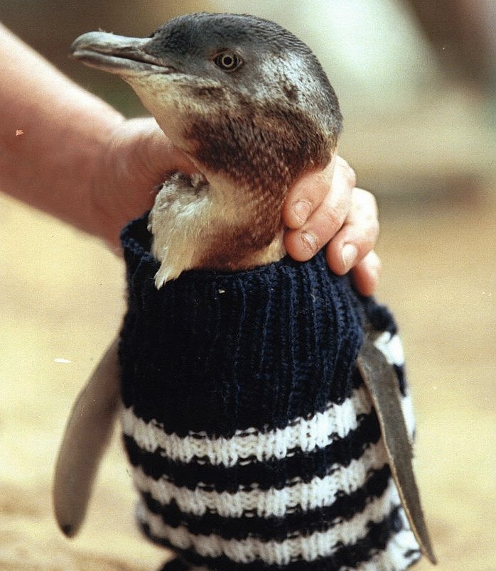 Kakek berusia seabad ini mampu bikin 1.000 sweater untuk penguin, wow!