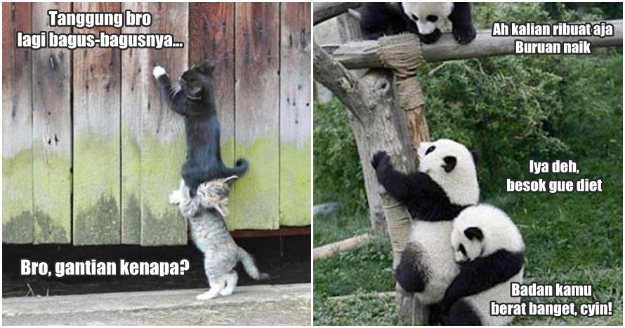 20 Foto ini buktikan hewan juga bisa kerjasama tim layaknya manusia