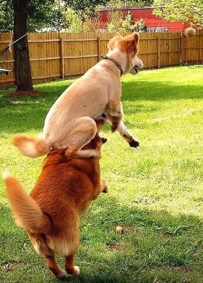 20 Hewan kerjasama © 2016 brilio.net