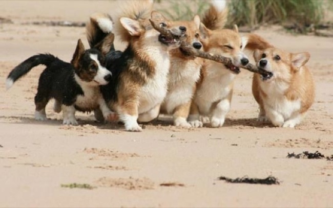 20 Hewan kerjasama © 2016 brilio.net