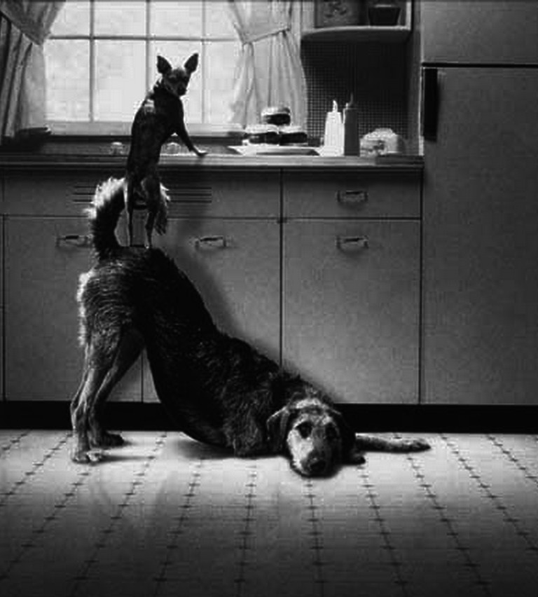 20 Hewan kerjasama © 2016 brilio.net