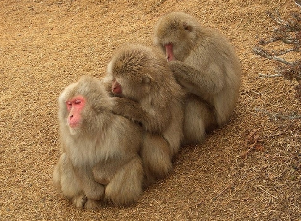 20 Hewan kerjasama © 2016 brilio.net