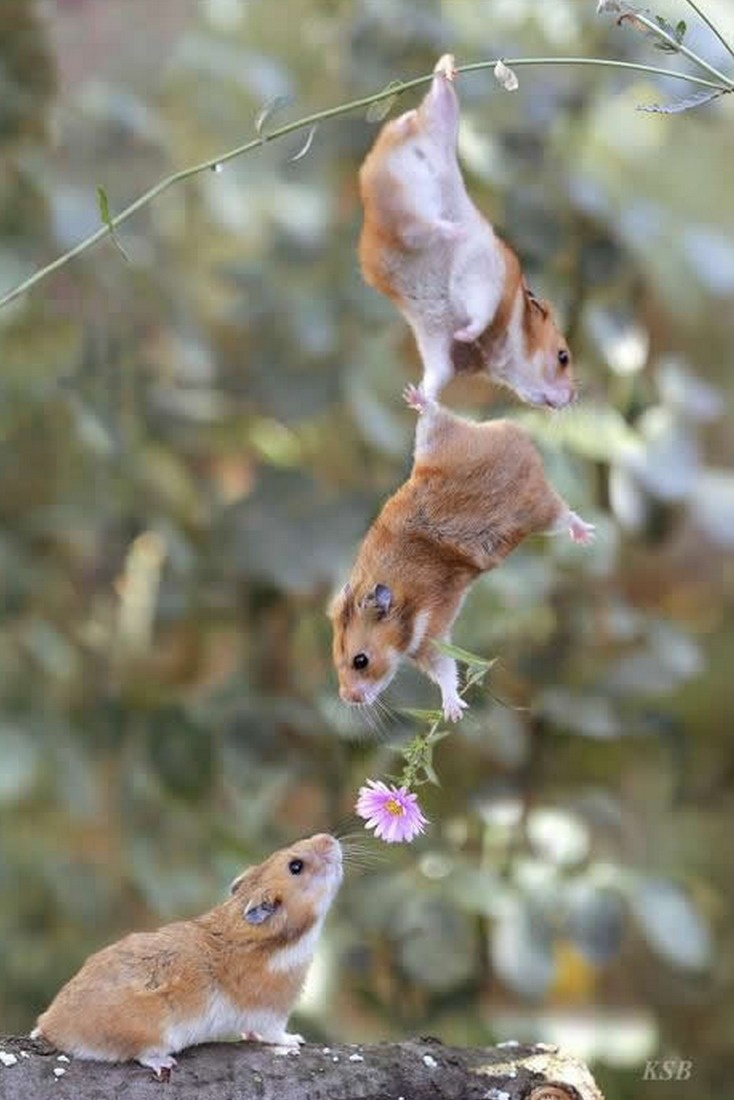 20 Hewan kerjasama © 2016 brilio.net