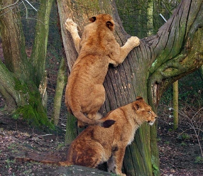 20 Hewan kerjasama © 2016 brilio.net