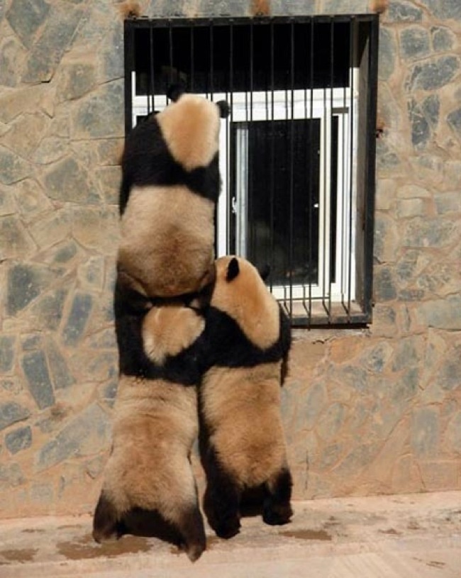 20 Hewan kerjasama © 2016 brilio.net