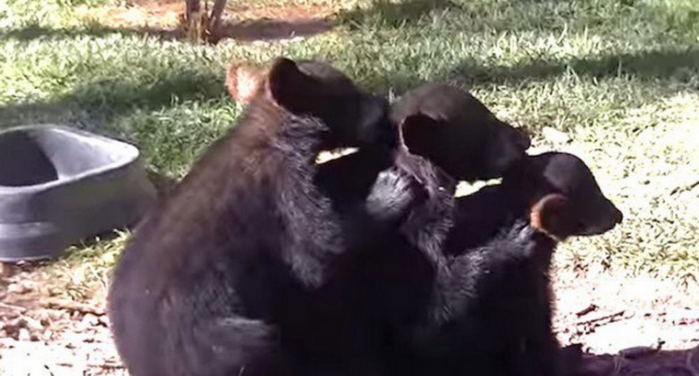 20 Hewan kerjasama © 2016 brilio.net